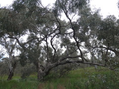 Eucalyptus bridgesiana