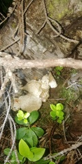 Fomitopsis betulina