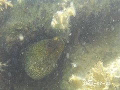 Gymnothorax undulatus