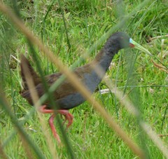 Pardirallus sanguinolentus