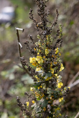 Verbascum pulverulentum