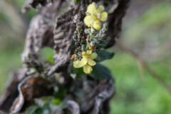 Verbascum pulverulentum