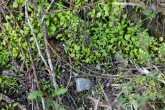 Claytonia perfoliata