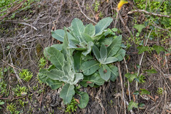 Verbascum pulverulentum