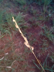 Eragrostis capensis