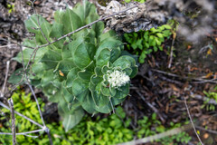 Verbascum pulverulentum