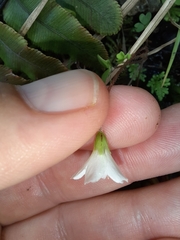 Oxalis magellanica