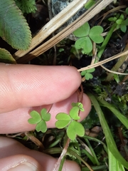 Oxalis magellanica