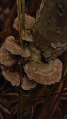 Trametes ochracea
