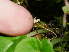 Corybas macranthus