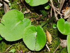Corybas macranthus