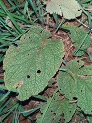 Helichrysum nudifolium
