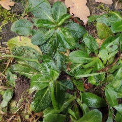 Pilosella aurantiaca