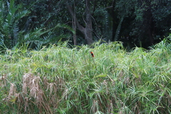Cyperus textilis