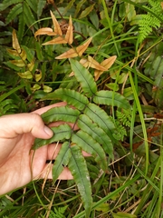Blechnum procerum