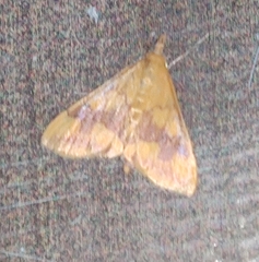 Pyrausta phoenicealis