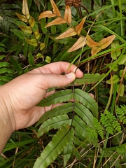 Blechnum procerum