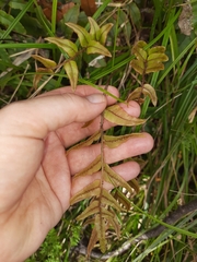 Blechnum procerum