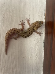 Pachydactylus capensis