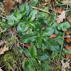 Pilosella aurantiaca