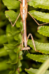 Archimantis latistyla