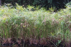Cyperus textilis