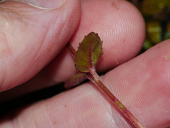 Epilobium rotundifolium