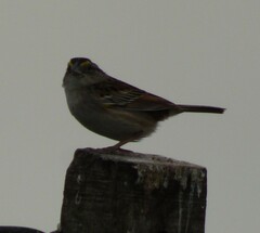 Ammodramus humeralis