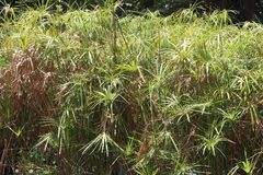 Cyperus textilis