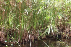 Cyperus textilis