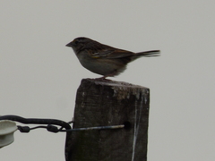 Ammodramus humeralis