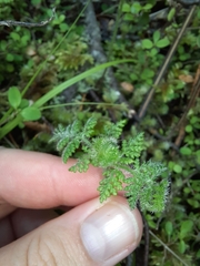 Hypolepis millefolium