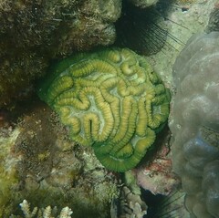 Lobophyllia