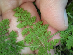 Hypolepis millefolium