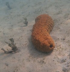 Stichopus herrmanni