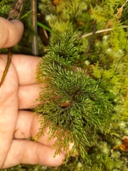 Hymenophyllum multifidum