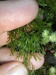 Hymenophyllum multifidum