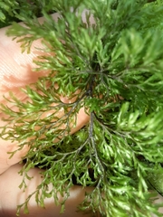 Hymenophyllum multifidum