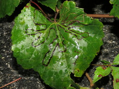 Phyllocnistis vitegenella