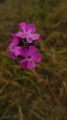 Dianthus borbasii