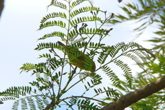 Zosterops senegalensis