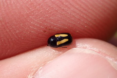 Cryptocephalus vittatus