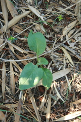 Cynoglossum creticum