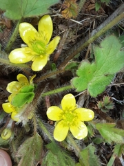 Ranunculus reflexus