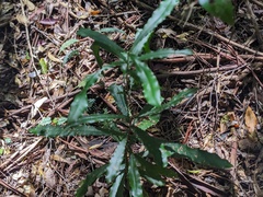 Macadamia integrifolia