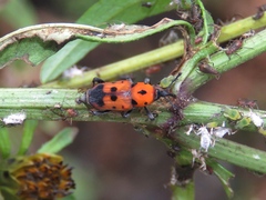 Rhodobaenus quinquepunctatus