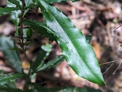 Macadamia integrifolia