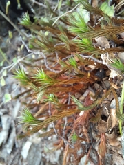 Polytrichadelphus magellanicus