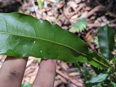 Macadamia integrifolia