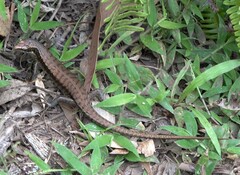 Trachylepis comorensis